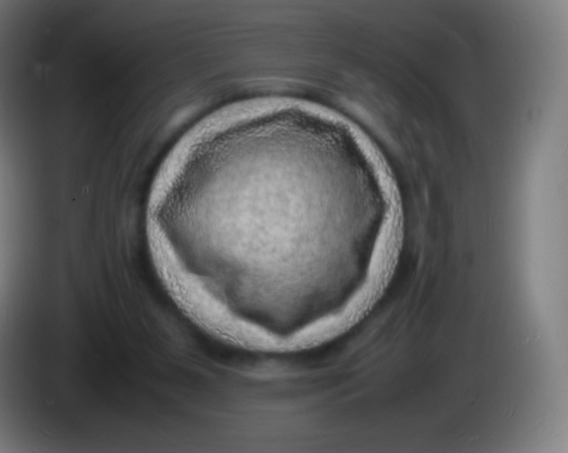 X0000085290111200703301946