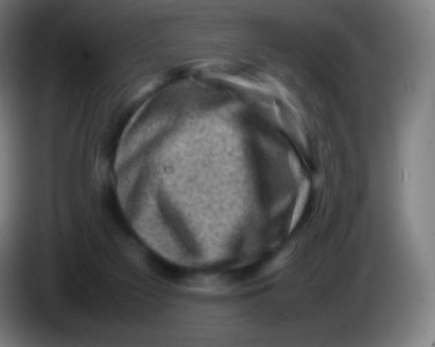 X0000085290117200703301946