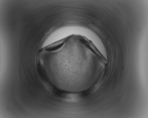 X0000085290168200703301946