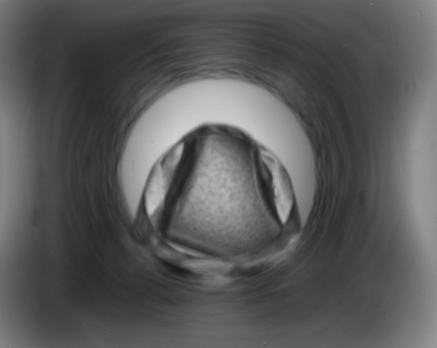 X0000085290176200703301946