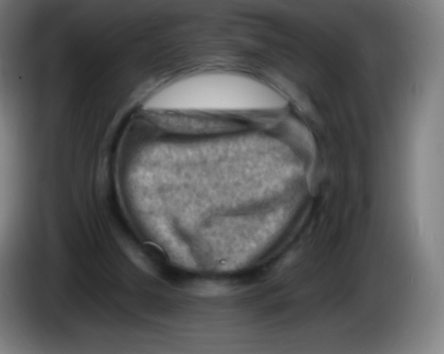 X0000085290250200703301944