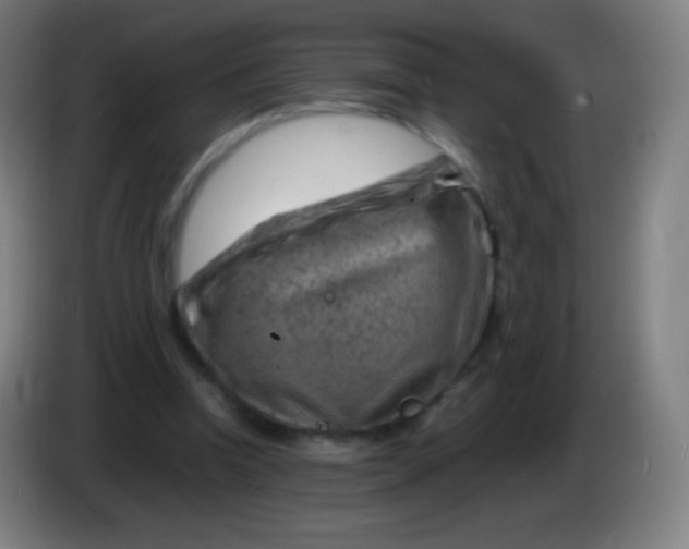 X0000085290346200703301943