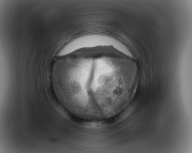 X0000085290366200703301943