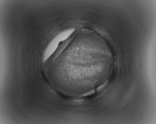 X0000085290369200703301943