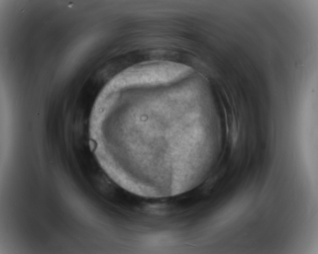 X0000085290430200703301942