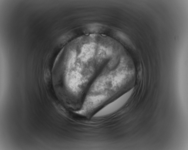 X0000085290459200703301942