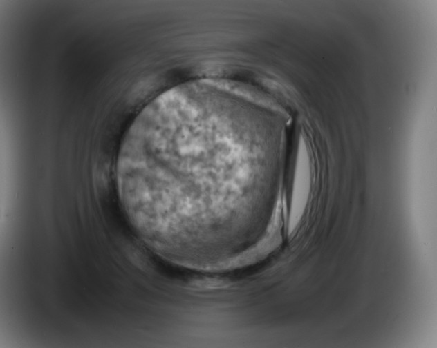 X0000085290503200703301941