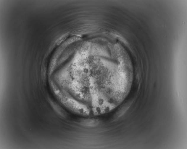 X0000085290542200703301940