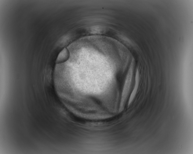X0000085290554200703301940