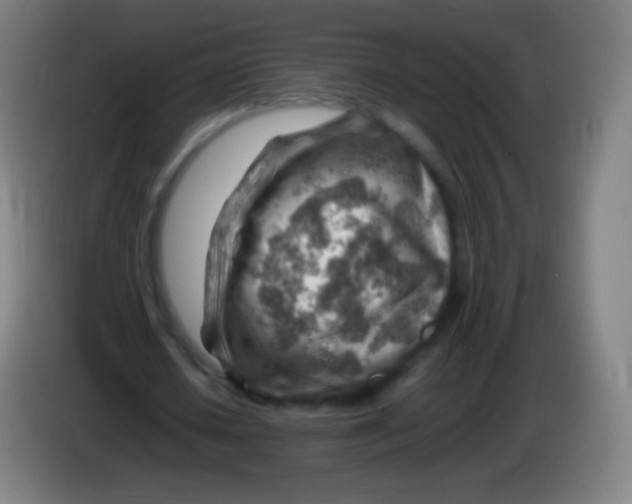 X0000085290626200703301939