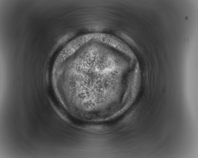 X0000085290638200703301939