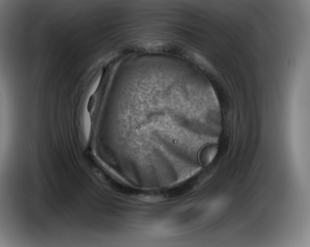 X0000085290644200703301939