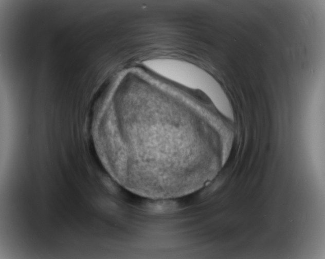 X0000085290670200703301939