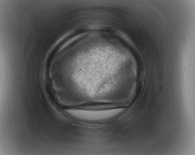 X0000085290722200703301937