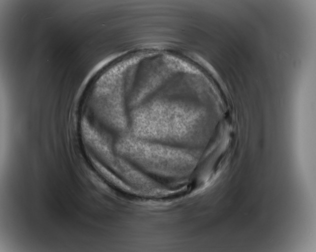 X0000085290779200703301937