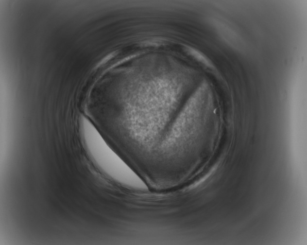 X0000085290825200703301936