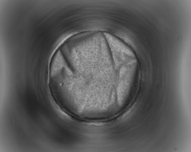 X0000085290844200703301936