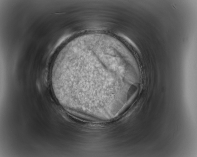 X0000085290878200703301936
