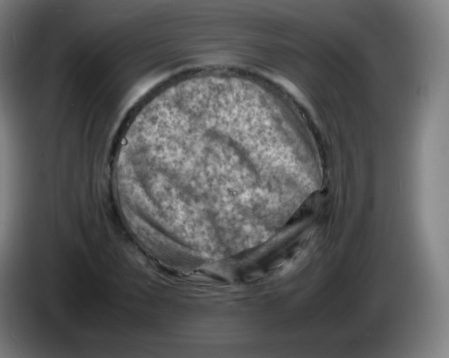 X0000085290879200703301936