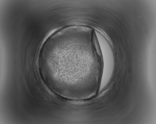 X0000085290893200703301935