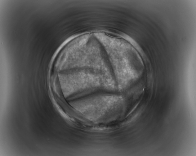 X0000085290955200703301935