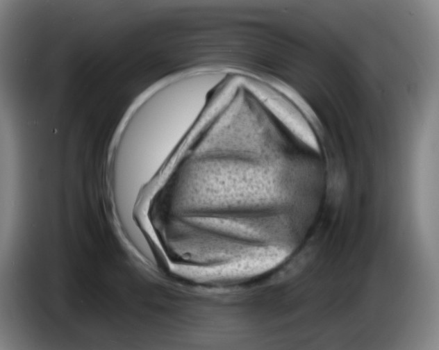 X0000085291004200703301934