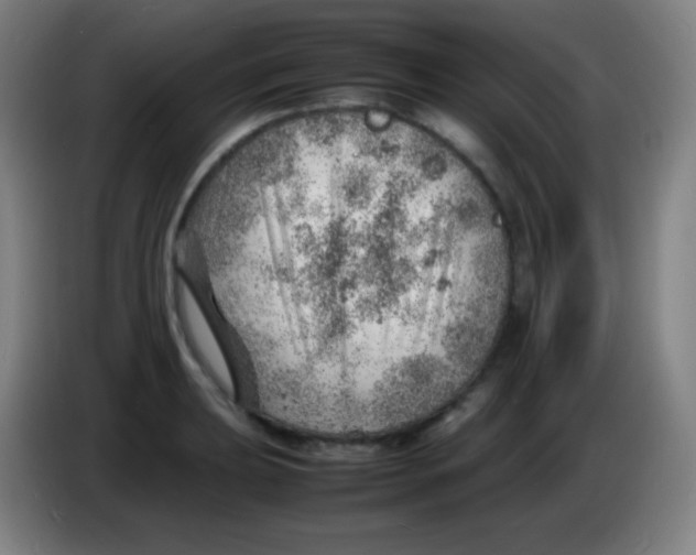 X0000085291039200703301934