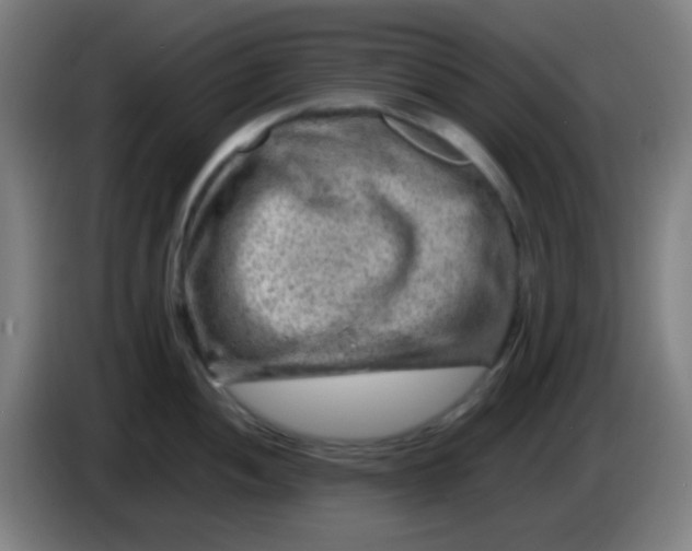 X0000085291052200703301934