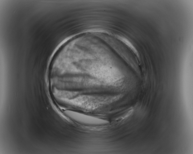 X0000085291084200703301933