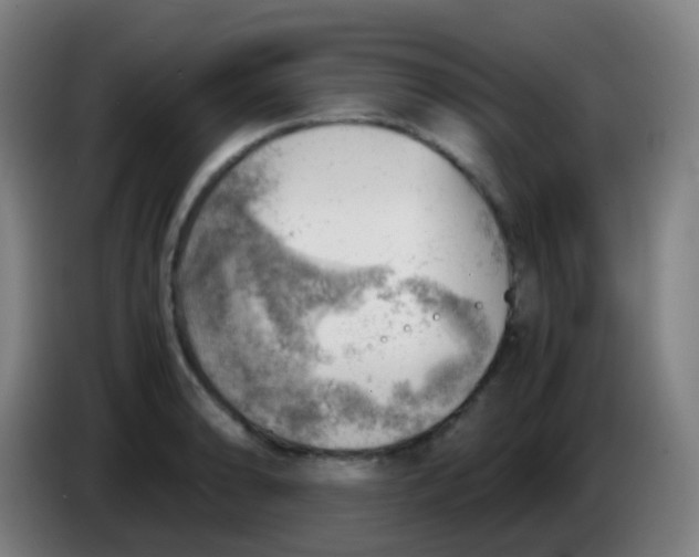 X0000085291086200703301932