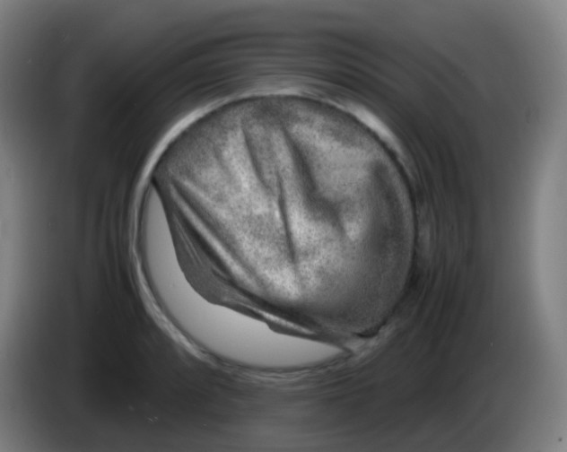 X0000085291088200703301932