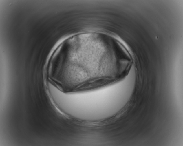 X0000085291102200703301932