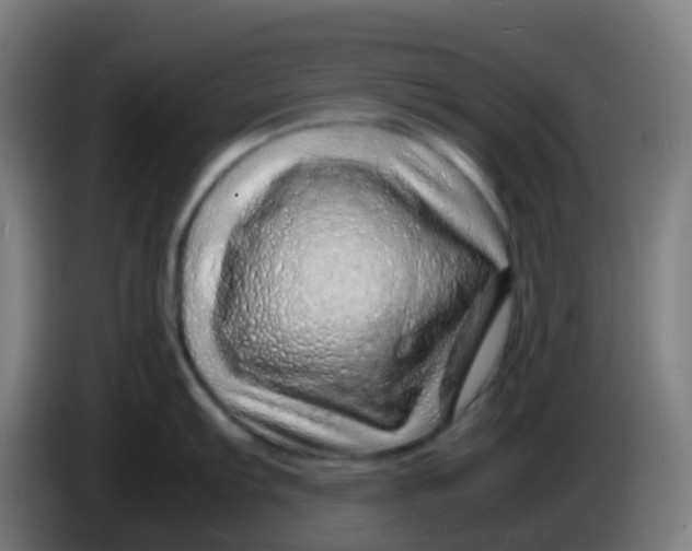 X0000085291103200703301932