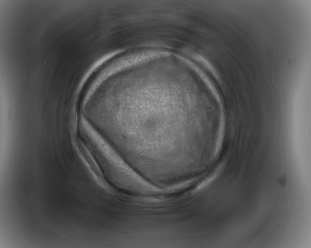 X0000085291125200703301932