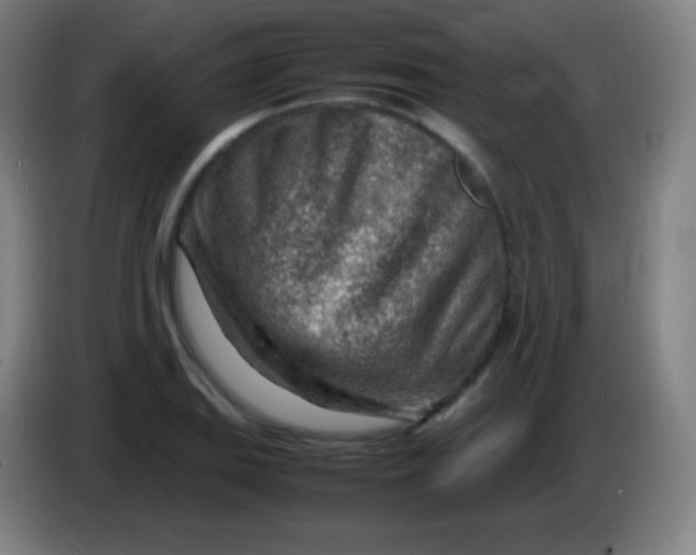 X0000085291127200703301932