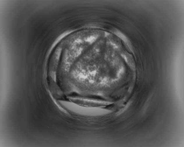 X0000085291141200703301932