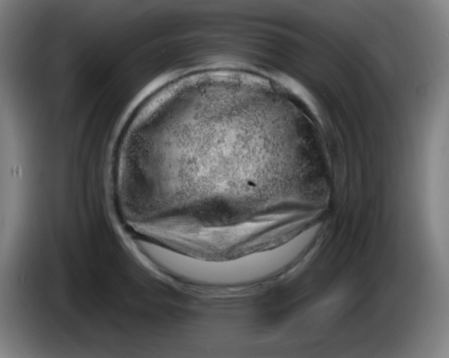 X0000085291142200703301932