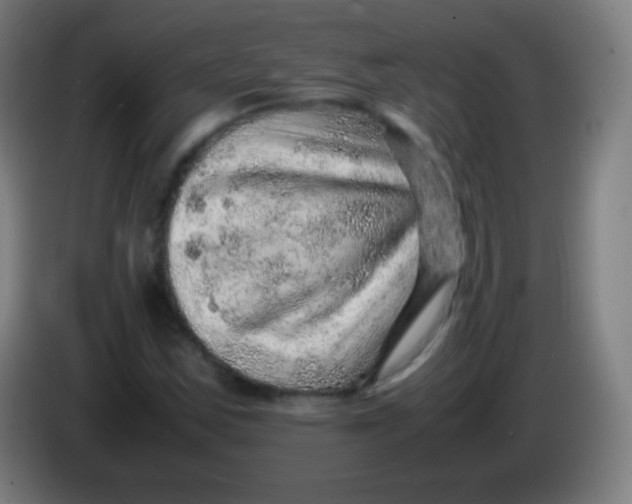 X0000085291163200703301931