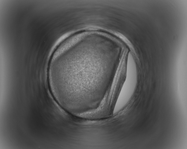 X0000085291183200703301931