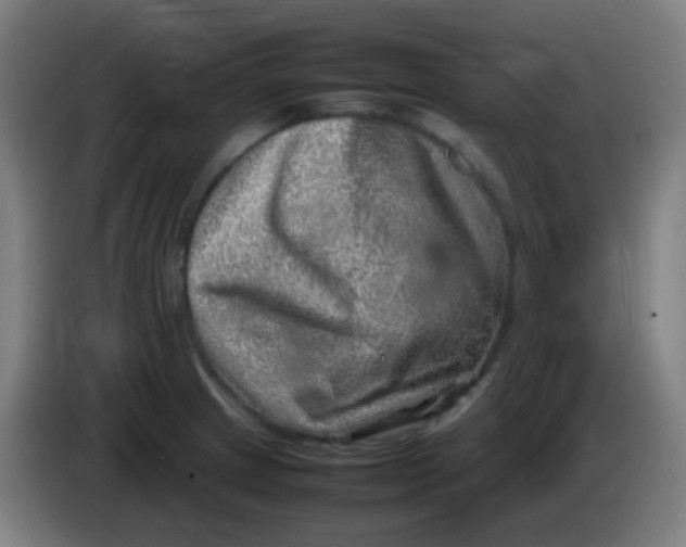 X0000085291233200703301931