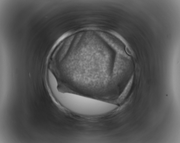 X0000085291245200703301931