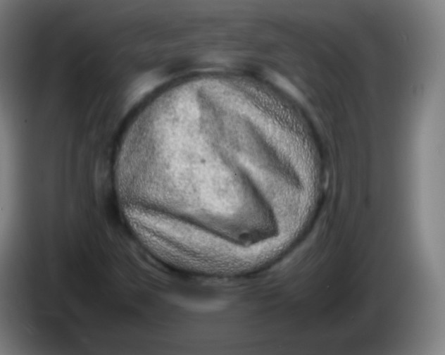 X0000085291259200703301930