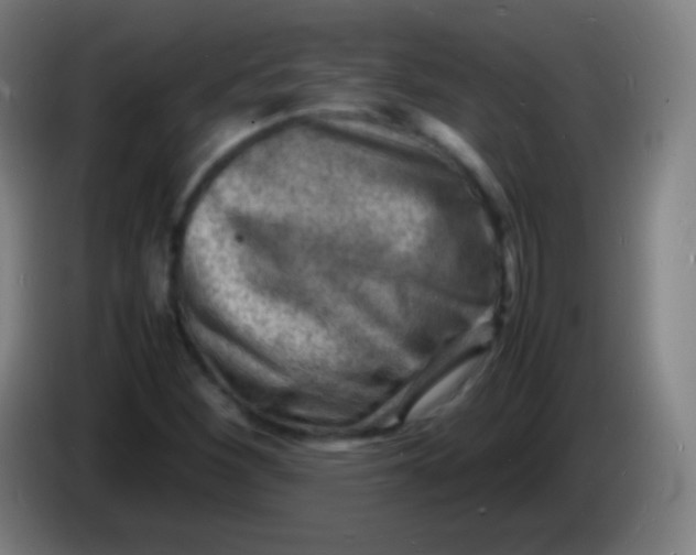 X0000085291260200703301930