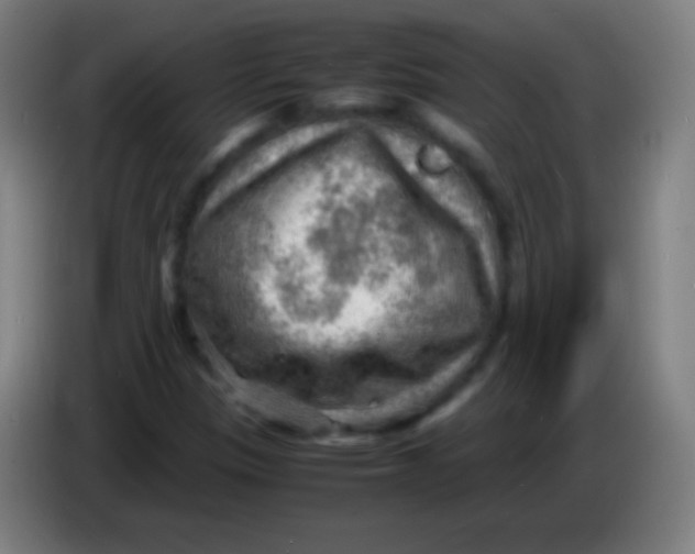 X0000085291305200703301929