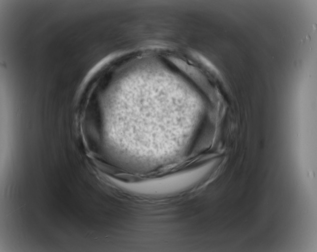X0000085291310200703301929