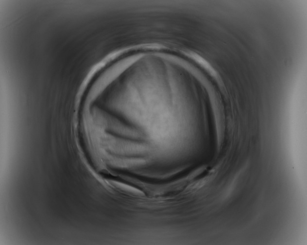 X0000085291327200703301929