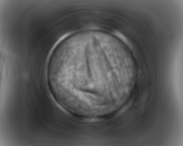 X0000085291331200703301929