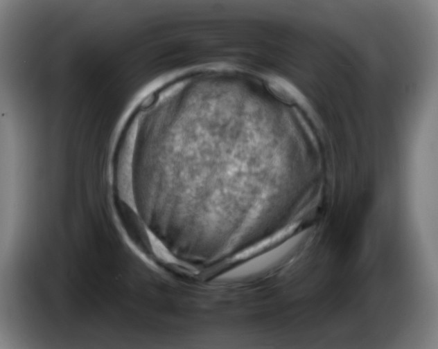 X0000085291335200703301929