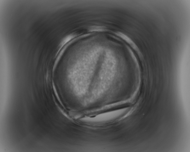 X0000085291337200703301929