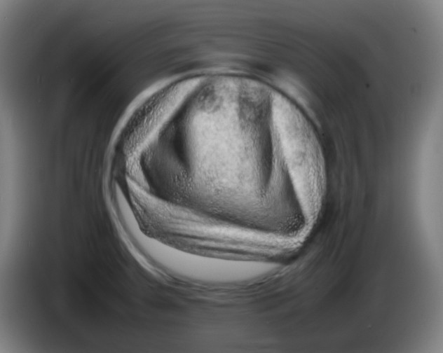 X0000085291379200703301928